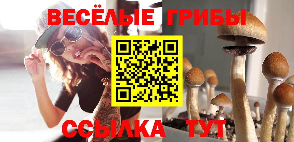 Псилоцибиновые грибы Psilocybe Вольск